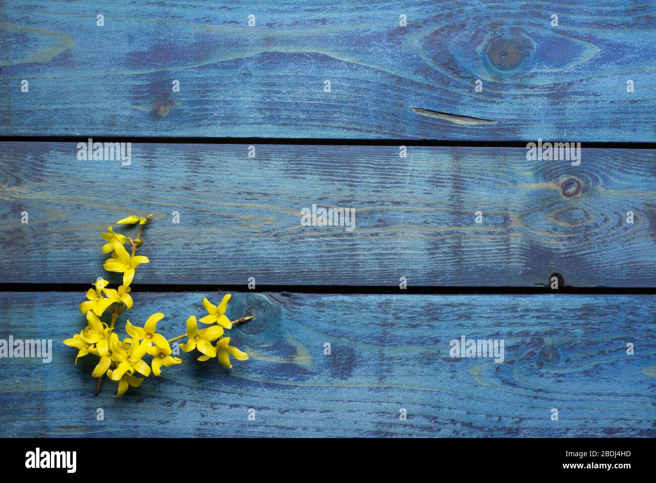 Schlichte Dekoration mit gelber Forsythia blüht auf blauem Holzhintergrund Stockfoto