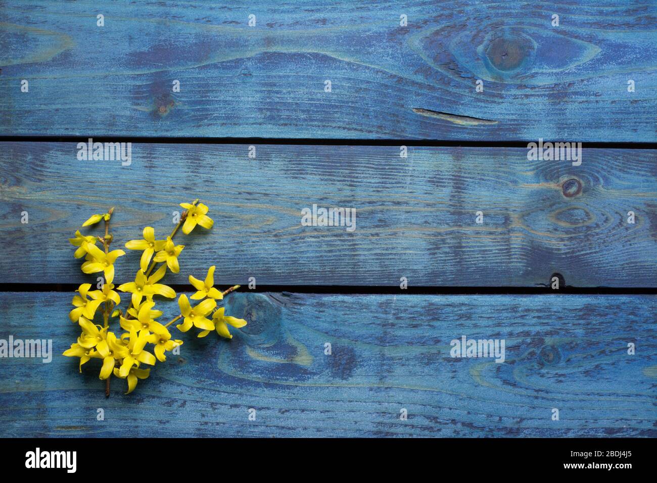 Gelbe Forsythia blühen auf blauem Holzhintergrund Stockfoto