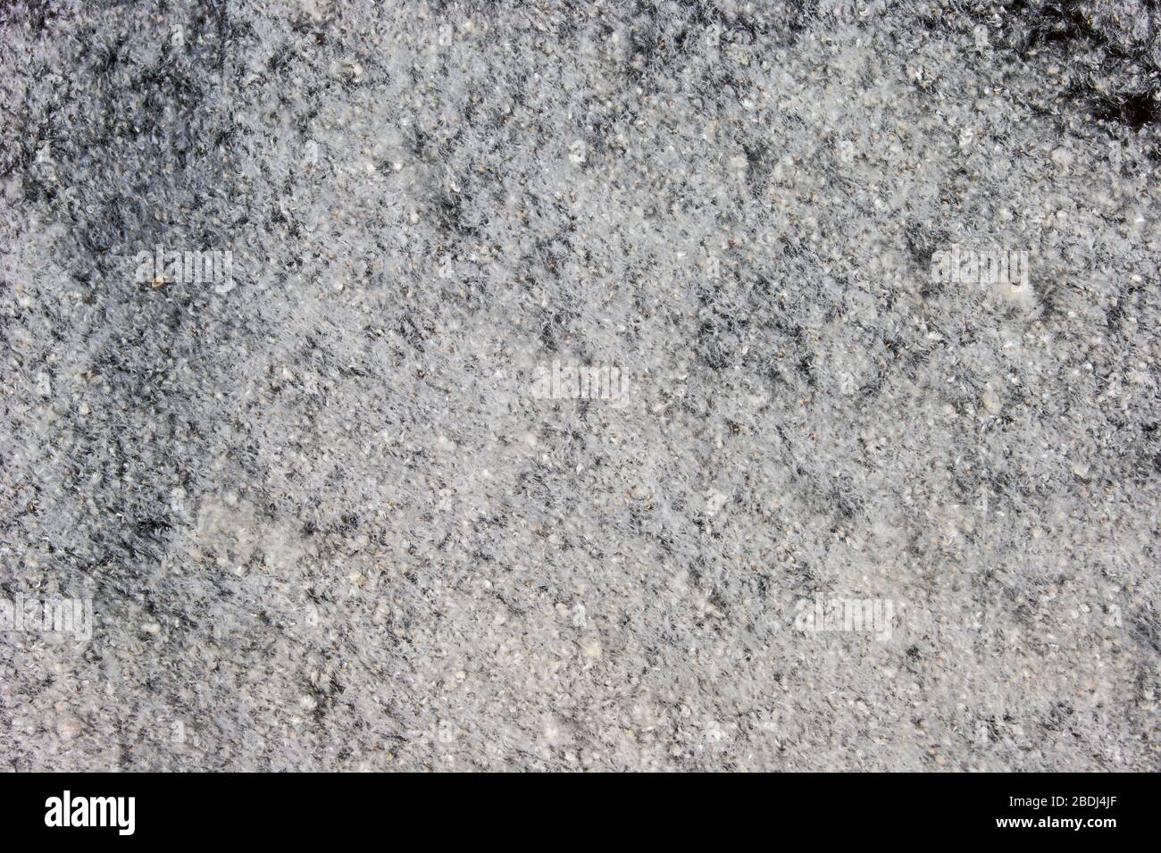 Pappelflusen, Hitze, Juli. Pappelflusen bedeckt alle Oberflächen mit einer gleichmäßigen Schicht, wie Schnee. Pappel - Grünlichterde. Sauerstoffproduktion, Luftreinigung, aber auch stärkstes Allergen, Allergie, Tränen, Niesen Stockfoto