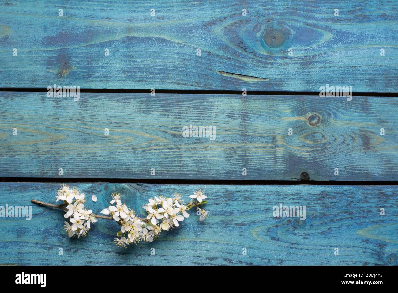 Horizontale Pflaumenbaumperücke mit weißer Blüte auf blauem Holzhintergrund Stockfoto