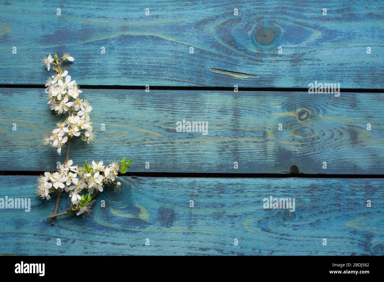 Zwei Pflaumenbaumzweige mit weißer Blüte auf blauem Holzhintergrund Stockfoto