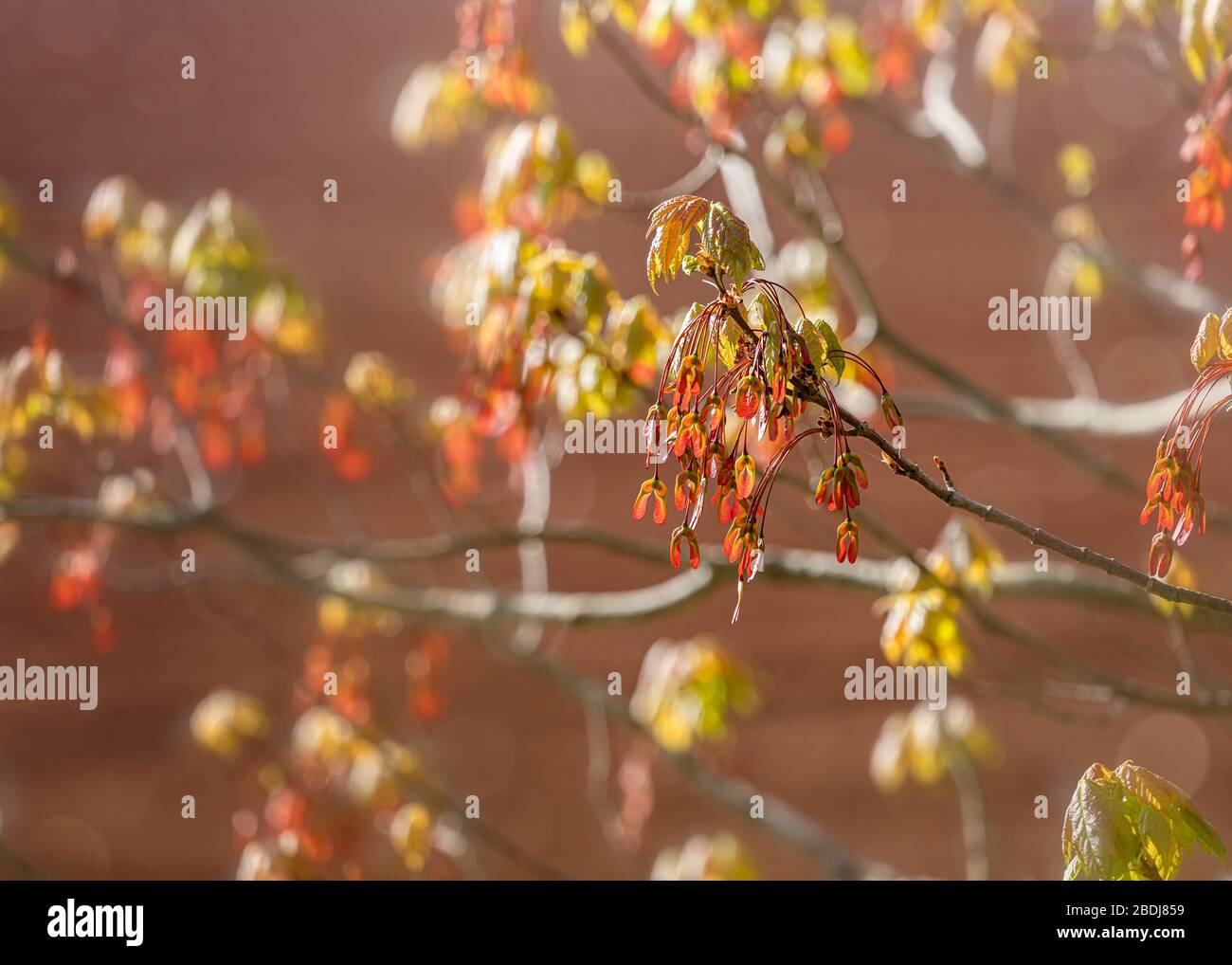 Neue Samen eines roten Ahorns im Frühjahr Stockfoto