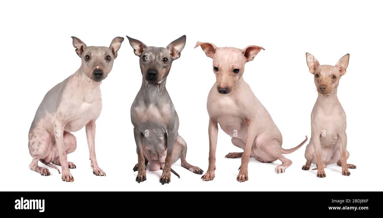Panorama von vier erwachsenen amerikanischen haarlosen Terrierhunden isoliert vor weißem Hintergrund Stockfoto