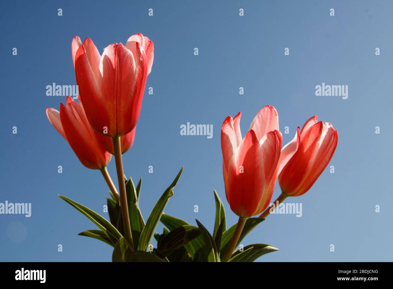 Tulpen (Tulipa) Zwergherzen Erfreuen Stockfoto