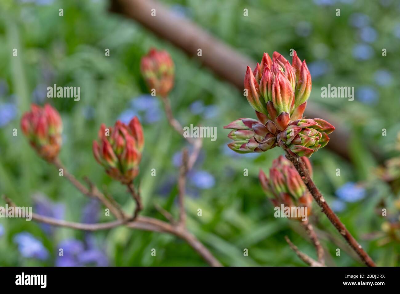 Azalee in der knospe Fotos und Bildmaterial in hoher Auflösung Alamy
