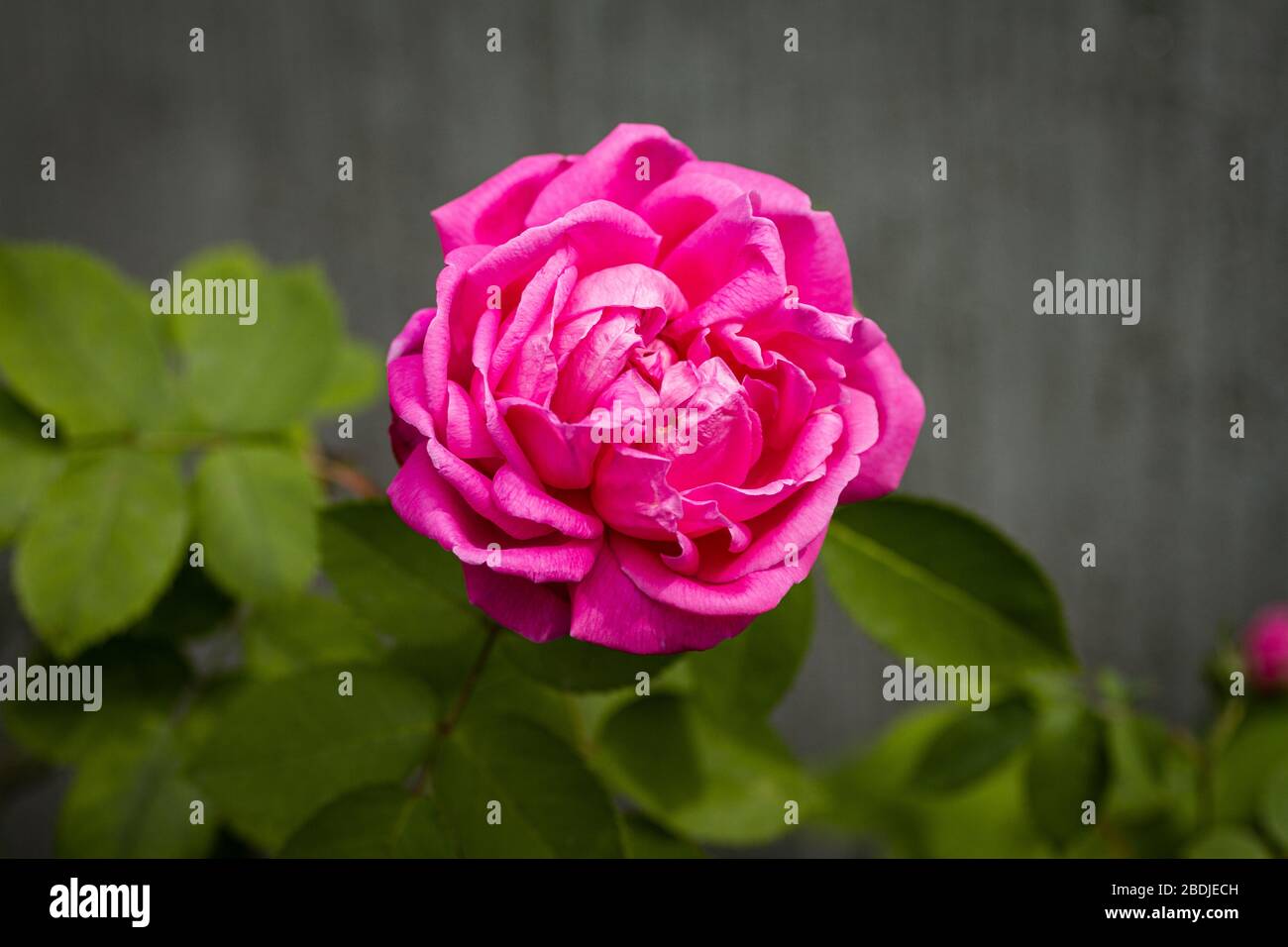 Nahansicht einer schönen rosafarbenen Rose Stockfoto
