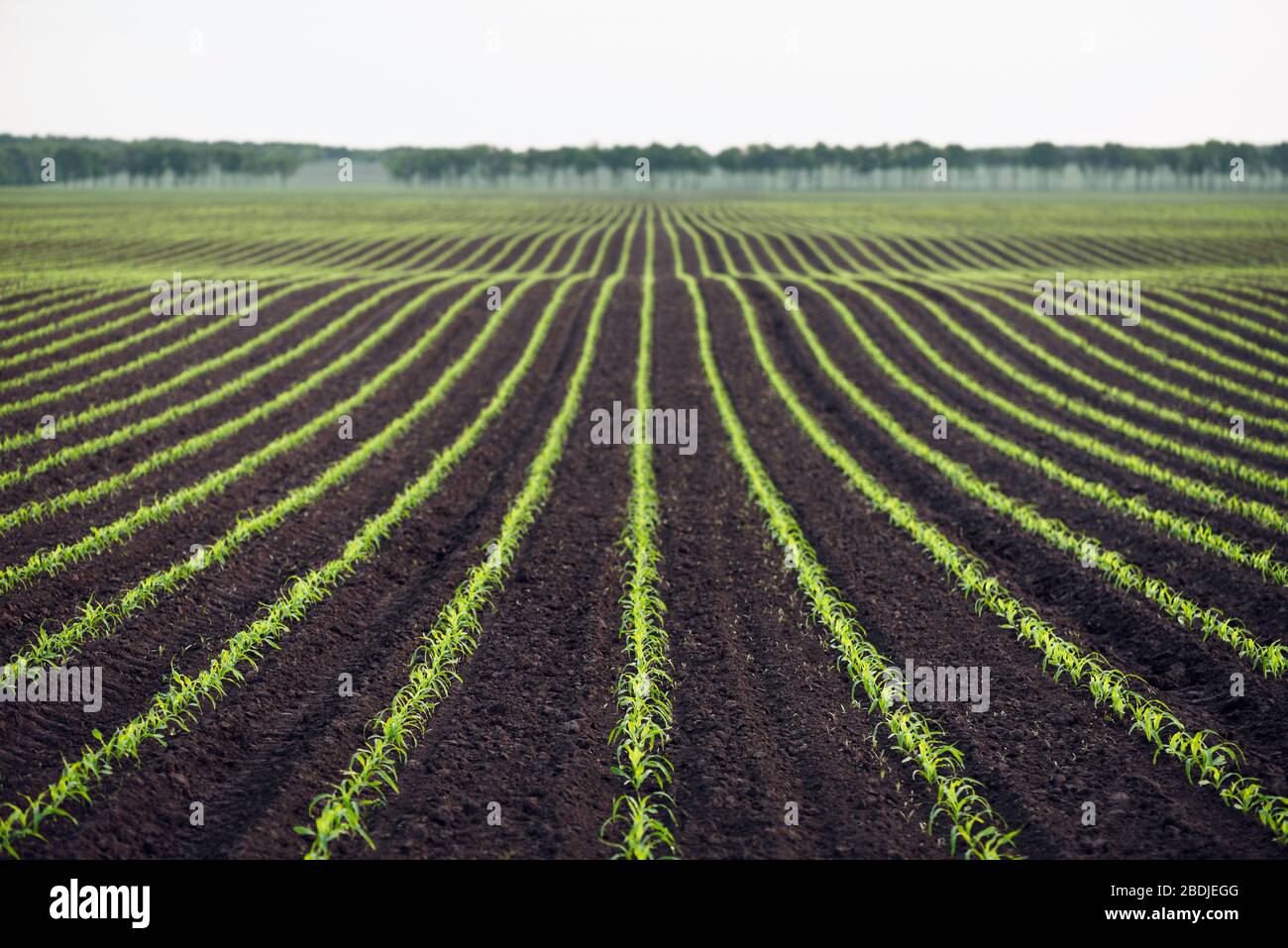 Feld von jungem Mais. Hintergrund mit Unschärfe. Agrarische Landschaft Stockfoto