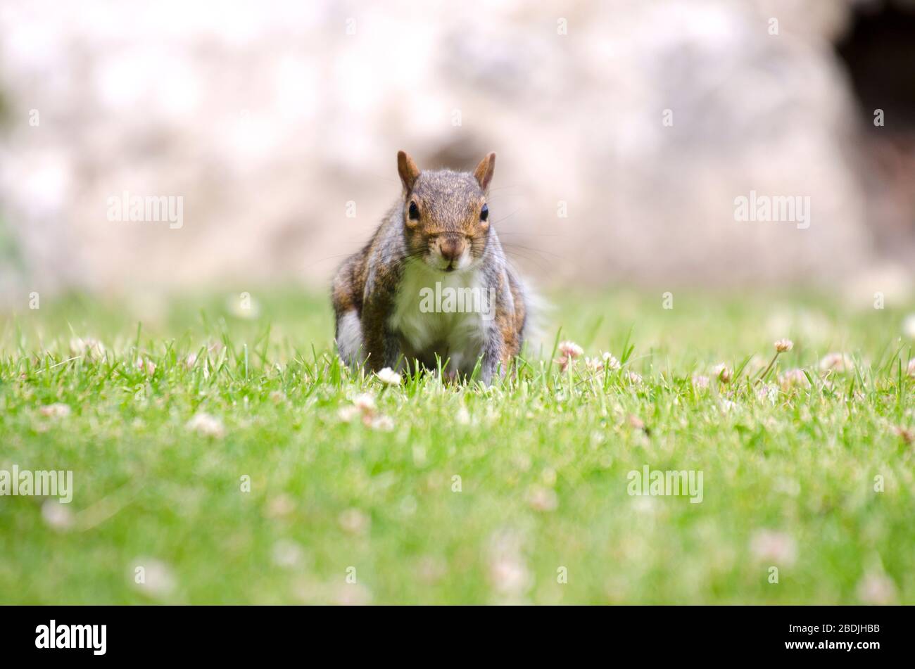 Nahaufnahme eines Grauhörnchens auf Gras Stockfoto