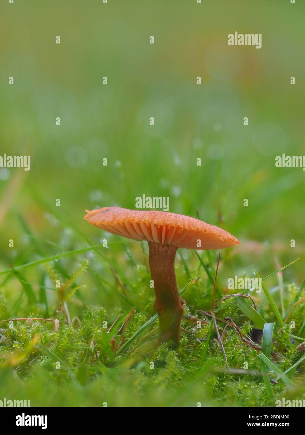 Laccaria laccata, allgemein bekannt als der Täubling, oder wachsartige Laccaria Stockfoto
