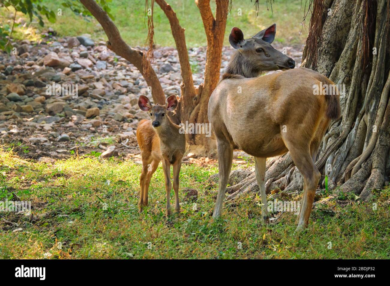 Weiblicher blauer Stier oder Nilgai - Asiatische Antilope, die im Ranthambore National Park, Rajasthan, Indien, steht Stockfoto Weiblicher blauer Stier oder Nilgai - Asiatische Antilope, die im Ranthambore National Park, Rajasthan, Indien, steht Stockfoto