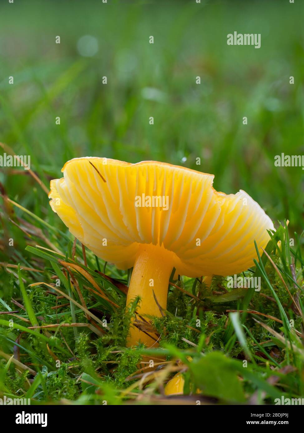 Gelber Gliophorus psittacinus, Papagei Waxcap Stockfoto