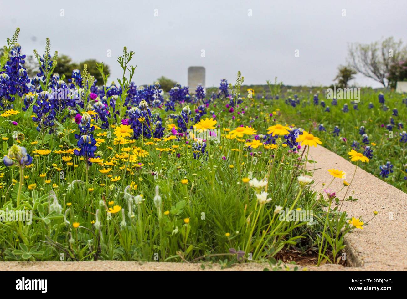 Wilde Blumen blühen auf dem Robert Lee Cemetery, Texas, USA Stockfoto