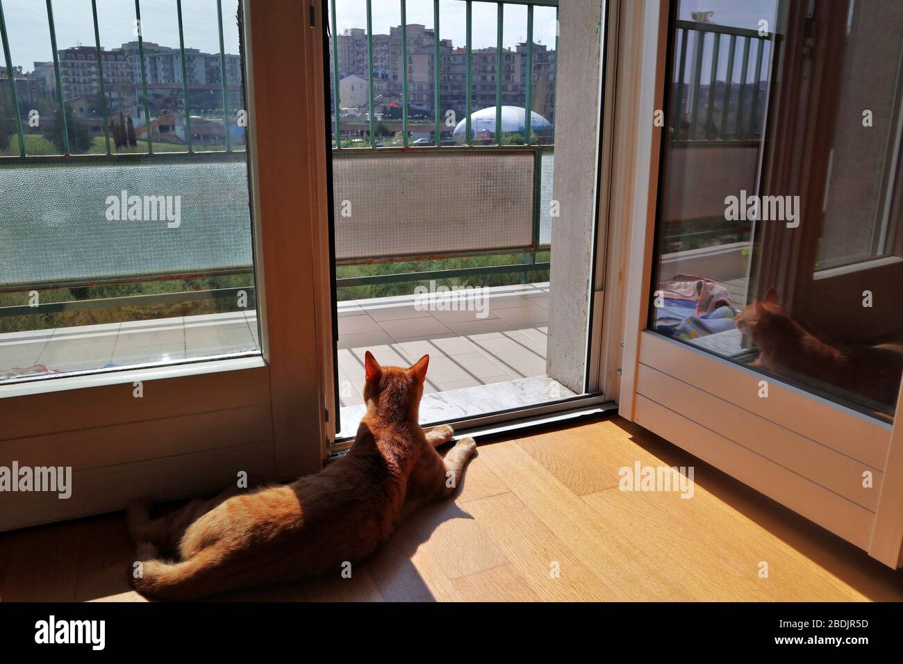 Gatto al Balkon Stockfoto