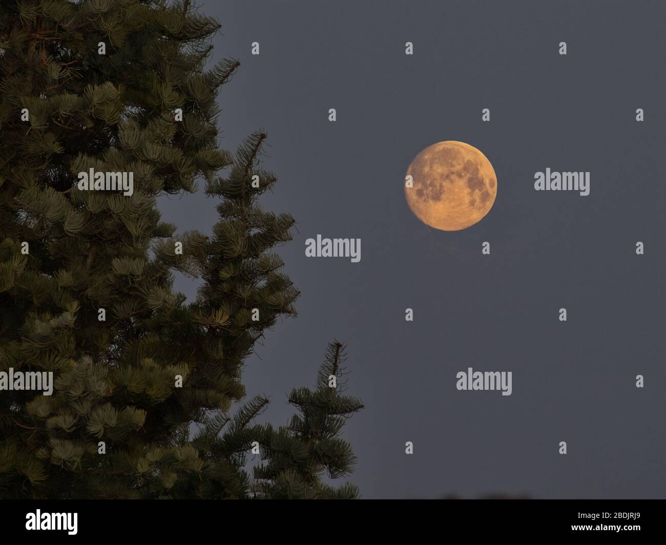 Supermond mit einem Baum im Untergrund Stockfoto