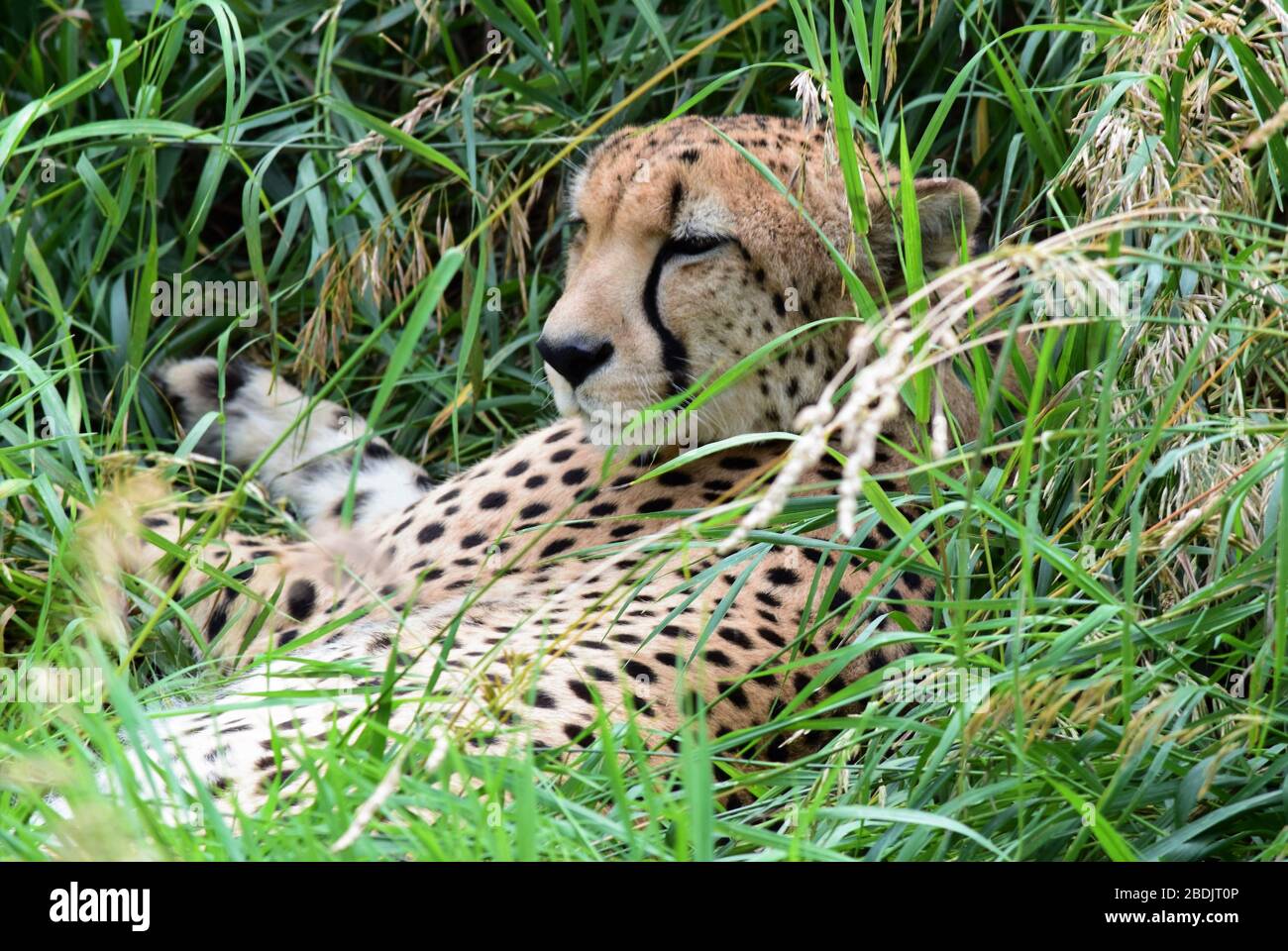 An einem heißen Sommertag entspannt sich ein Gepard im kühlen hohen Gras Stockfoto