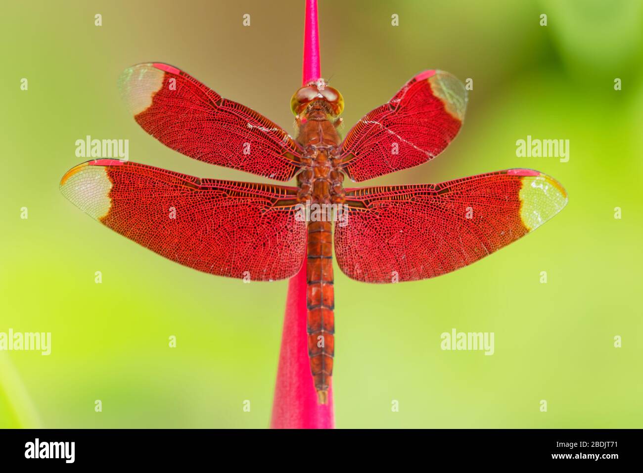 Dragonfly - Neurothemis fulvia, Fulvous-Waldskimmer ist eine in Asien vorkommende Rotdragonfliegenart. Stockfoto