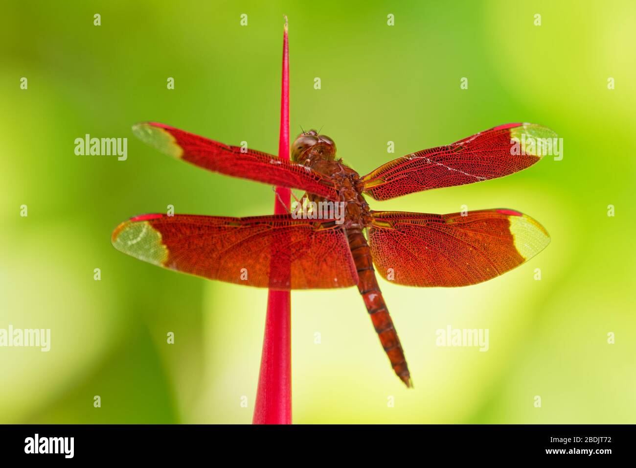 Dragonfly - Neurothemis fulvia, Fulvous-Waldskimmer ist eine in Asien vorkommende Rotdragonfliegenart. Stockfoto