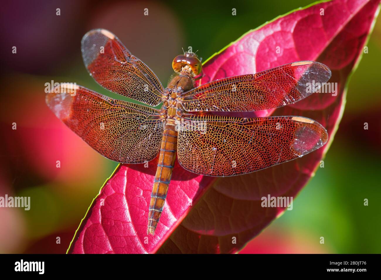 Dragonfly - Neurothemis fulvia, Fulvous-Waldskimmer ist eine in Asien vorkommende Rotdragonfliegenart. Stockfoto