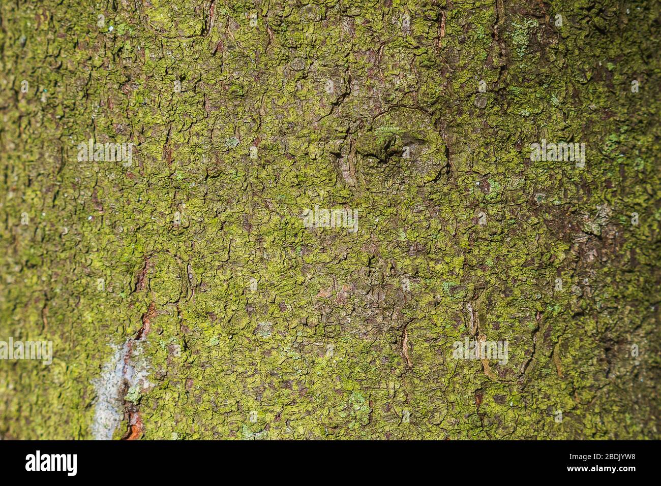 Ausgezeichnete, tiefe Struktur der Baumrinde. Stockfoto