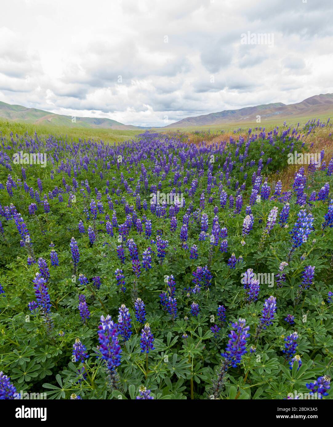 Idyllische kalifornische Hügel gefüllt mit Wildblumen Blüte nach Stockfoto