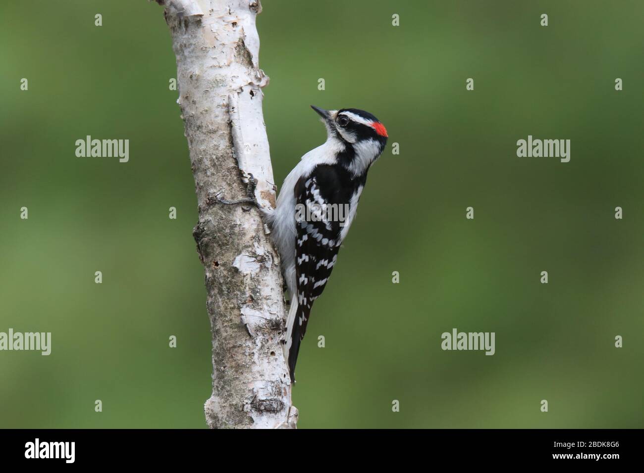 Der männliche Downy-Specht Picoides pubescens, der auf einem Birch-Zweig percht Stockfoto