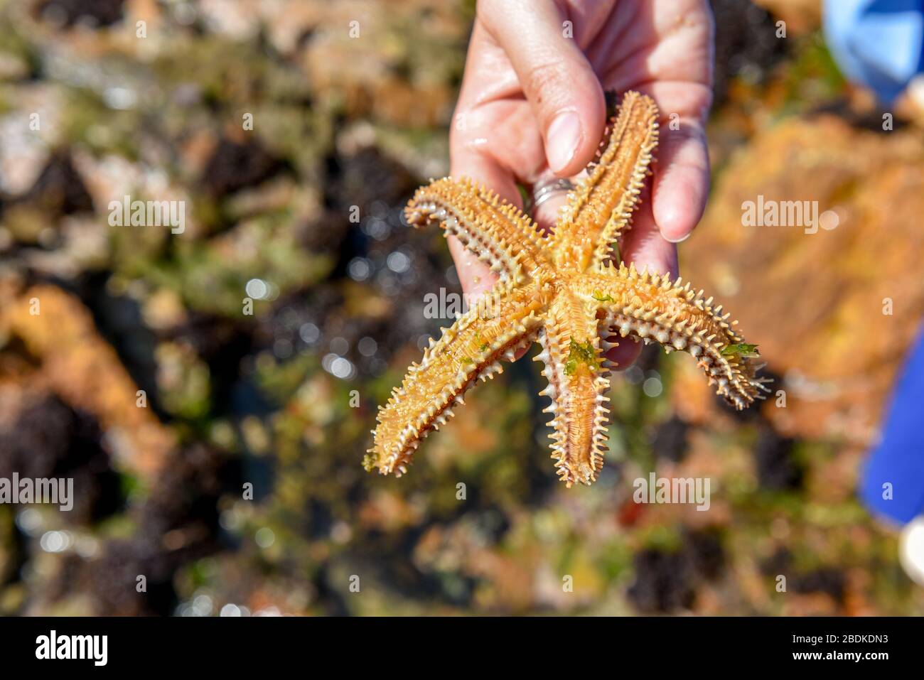 Hand hält eine lebende Seestern Garden Route, Knysna, Südafrika Stockfoto