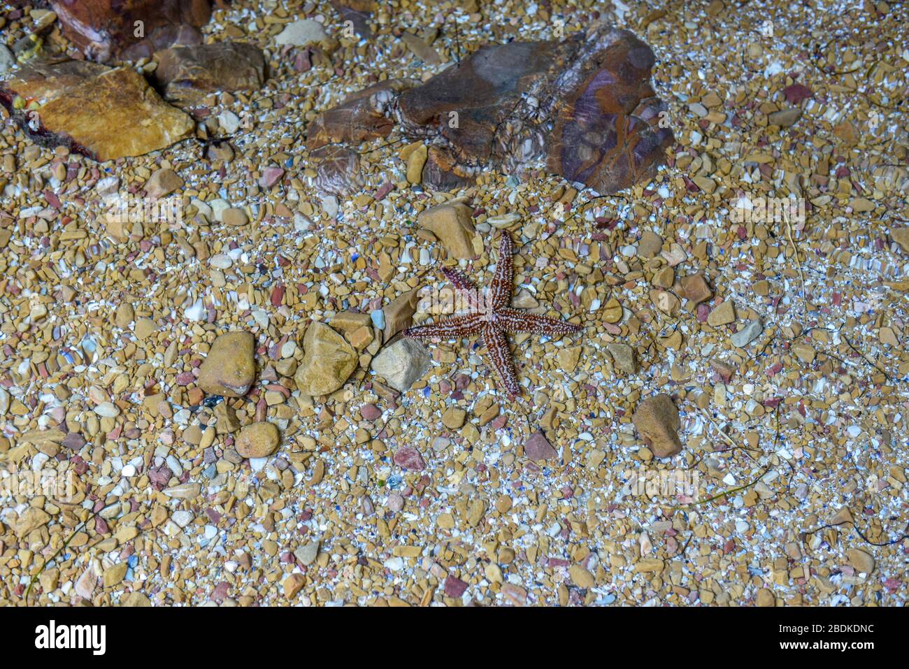 Seesterne im Wasser Stockfoto