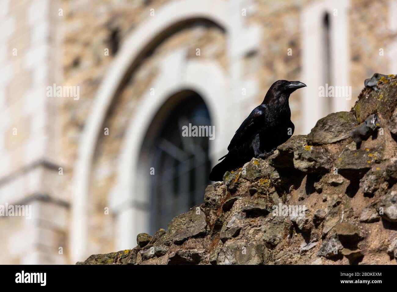 Einer der sechs Raben am Tower of London, die in Gefangenschaft sind, hüpft und hüpft an der Spitze einer Steinmauer. Es wird gesagt, wenn die Raben gehen, scheitert das Land. Stockfoto