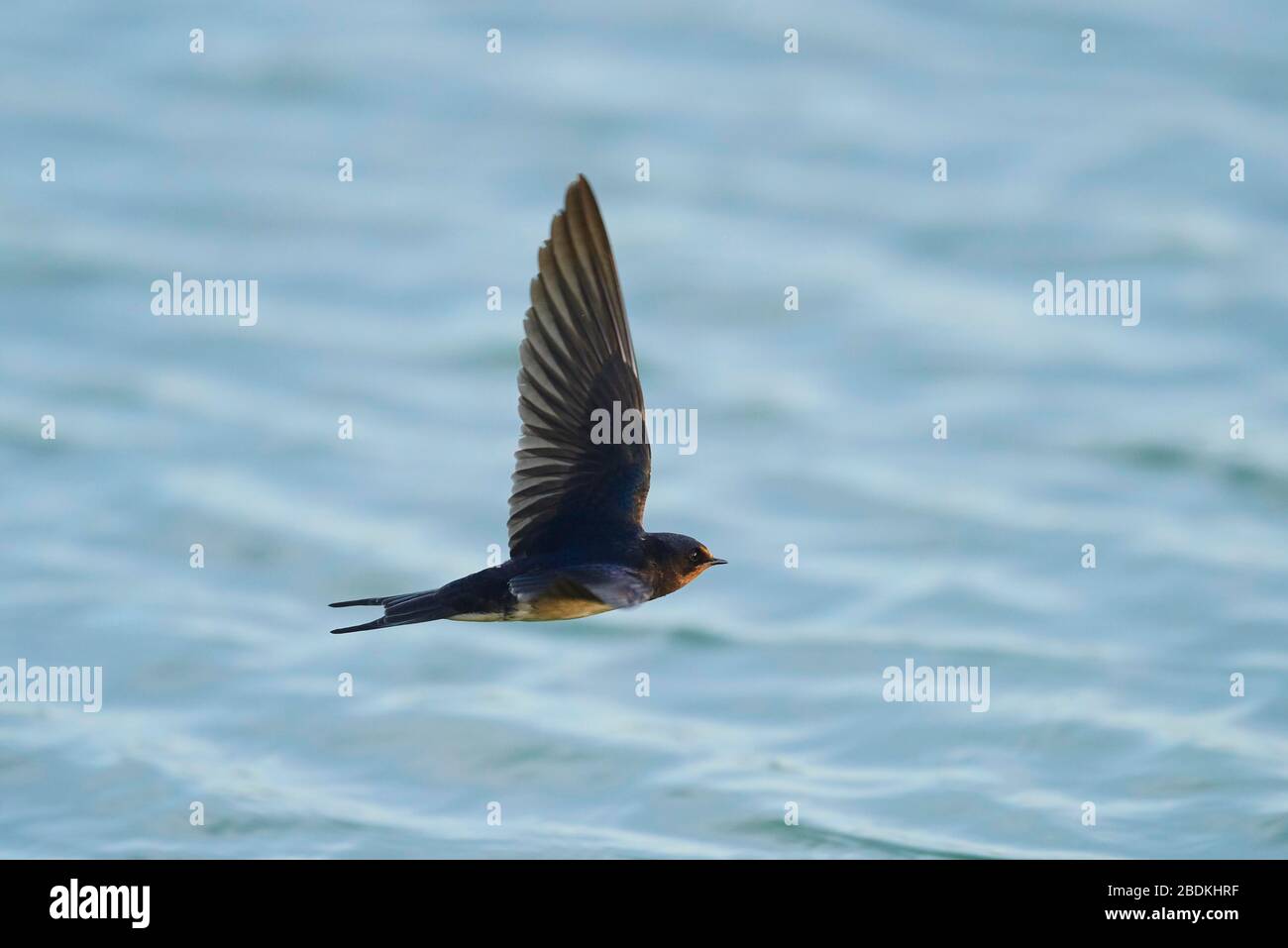 Schwalbe (Hirundo rustica), die über Wasser fliegt, Camargue, Frankreich Stockfoto