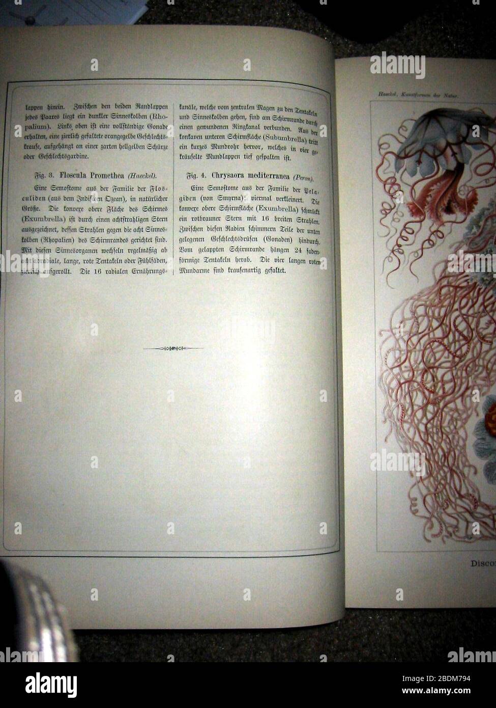 Haeckel Discomedusae 8 Text2. Stockfoto