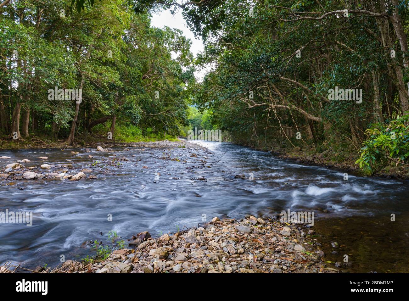 Foreground River Stones trennen zwei fließende Zweige des Crystal Creek, die durch den üppigen tropischen Regenwald in Redlynch in Cairns fließen. Stockfoto