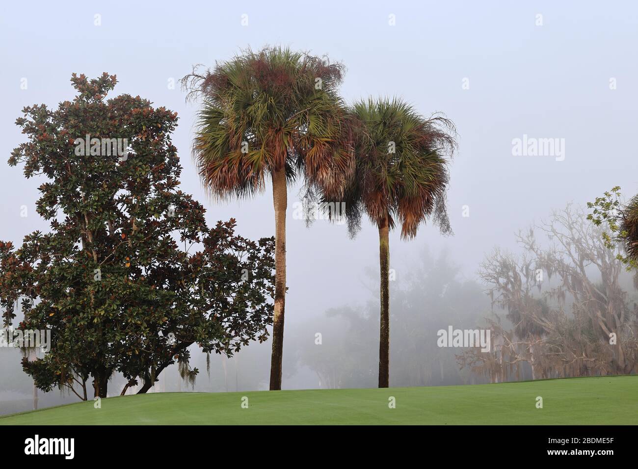 Palmen und ein Magnolienbaum auf einem Golfplatz im Nebel. Stockfoto