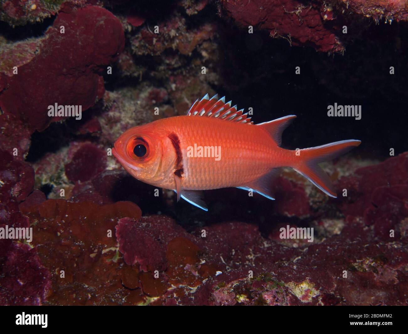 Schwarzbarbarbarbarsche Soldatenfische (Myripristis jacobus) Unterstände im Korallenriff, Grand Cayman, Cayman Inseln, Karibik, Atlantik, Farbe Stockfoto