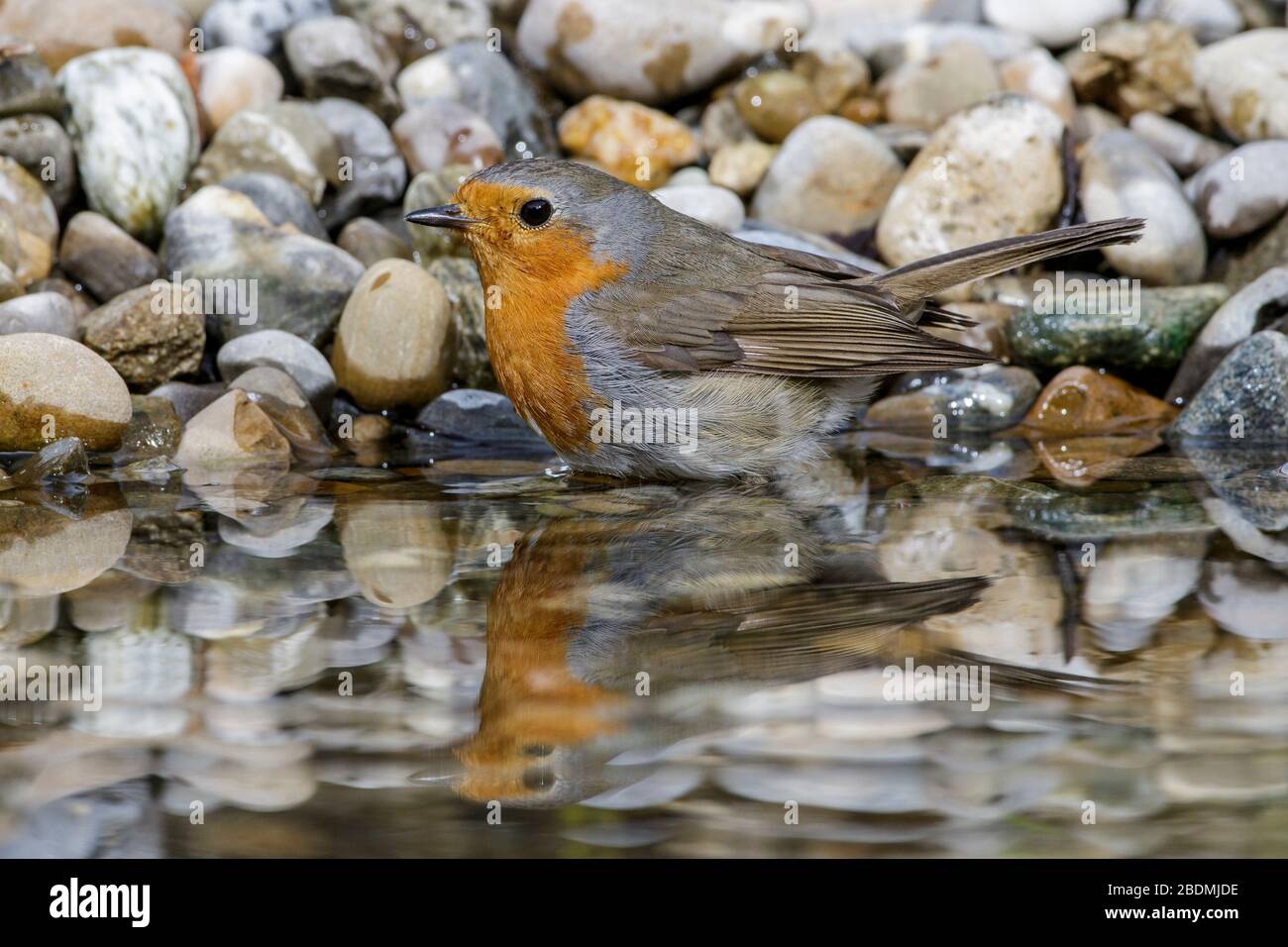 Rotkehlchen (Erithacus Rubecula) Stockfoto