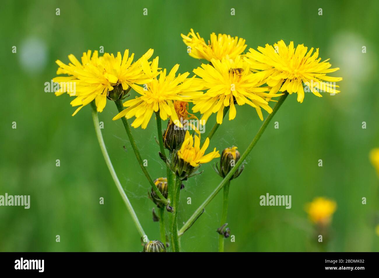 Wiesen pippau Fotos und Bildmaterial in hoher Auflösung Alamy