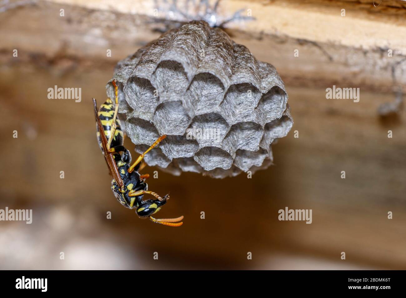 Haus-Feldsteppe (Polistes dominula) oder Gallische Feldsteppe Stockfoto