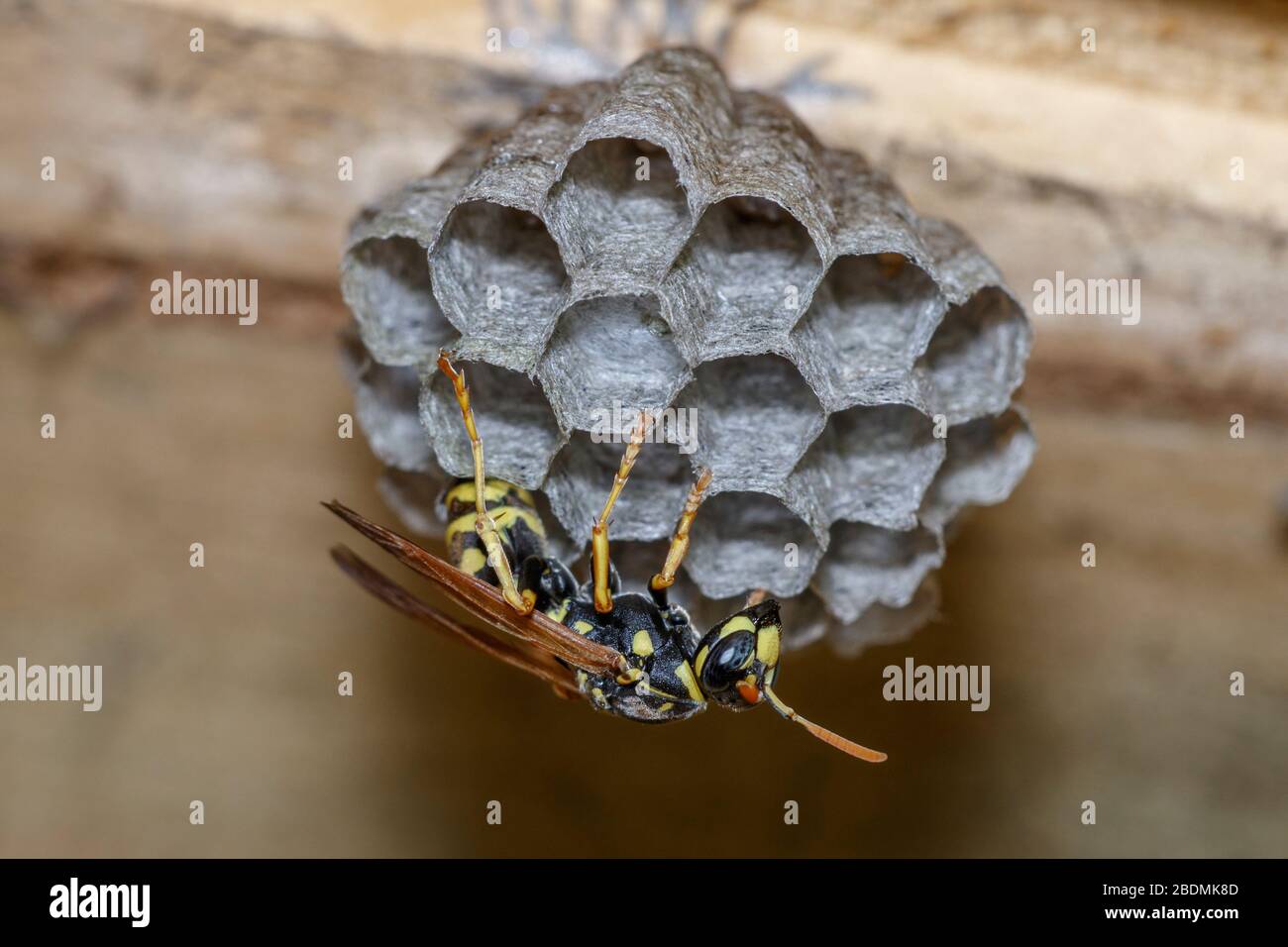 Haus-Feldsteppe (Polistes dominula) oder Gallische Feldsteppe Stockfoto