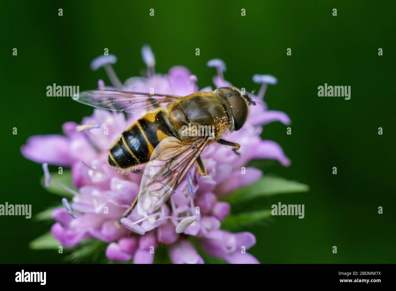 Mistbien (Eristalis tenax) Stockfoto