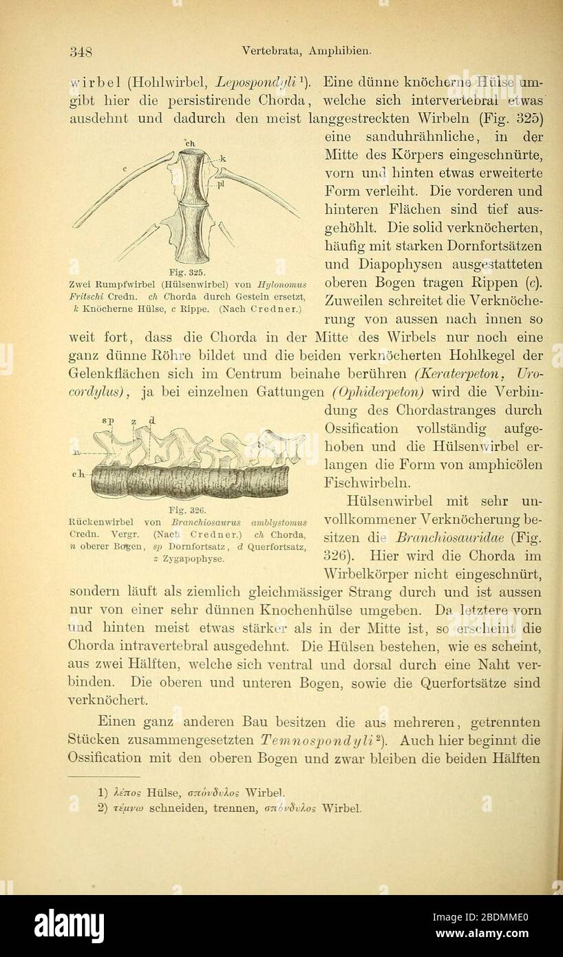 Handbuch der Palaeontologie (Seite 348) Stockfoto