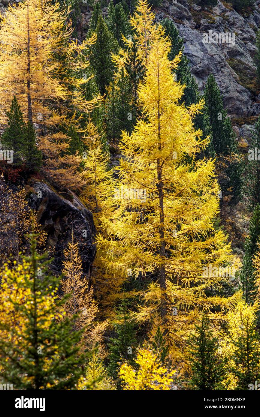 Ferner Garten, Landschaft im Kaunertal, Österreich Stockfoto