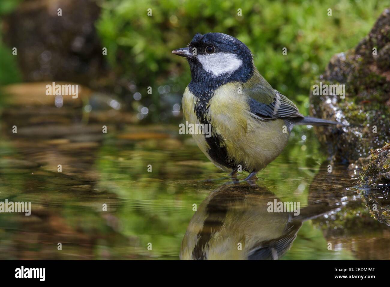 Kohlmeise (parus Major) schlecht Stockfoto