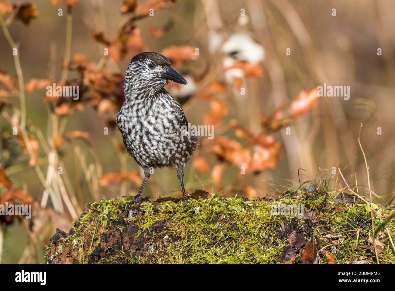 Tannenhäher (Nucifraga caryocatactes) Stockfoto