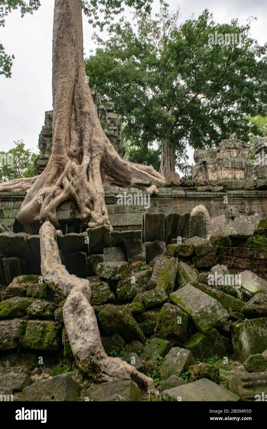 Khmer Ruinen bei Ta Prohm von der Natur übernommen Stockfoto