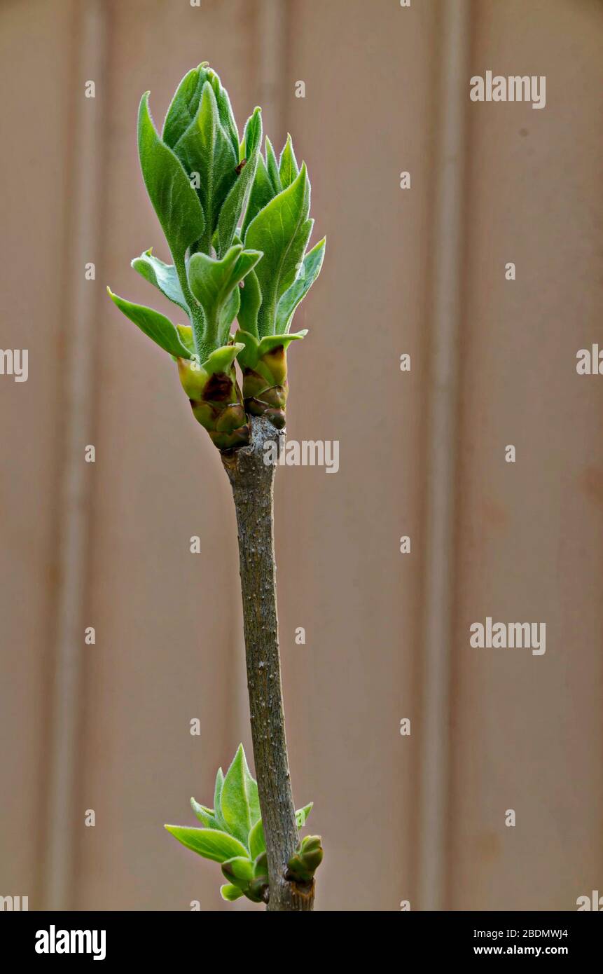 Paulownia tomentosa junger Baum mit frischen Blättern im Frühjahr, Sofia, Bulgarien Stockfoto