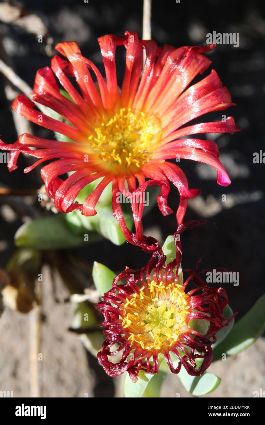 Mittagsblume mesembryanthemum Croceum Stockfoto