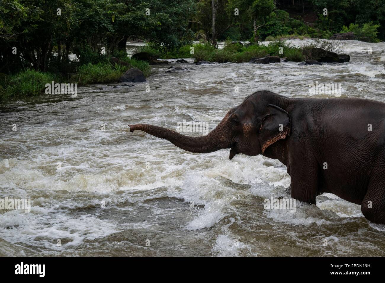 Asiatischer Elefant, der in einem schnell fließenden Fluss baden geht Stockfoto