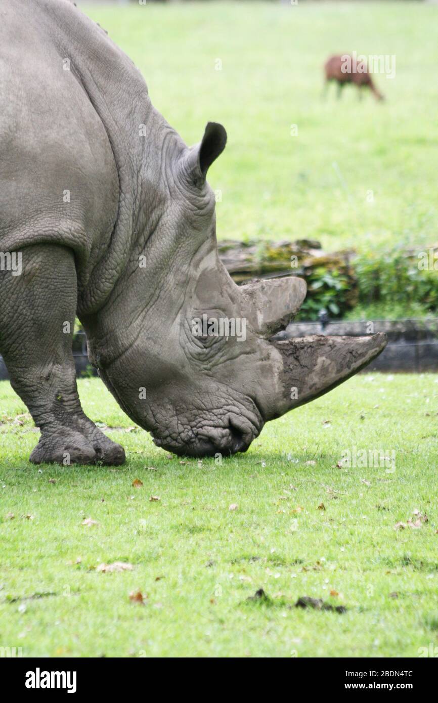 Breitmaulnashorn Stockfoto