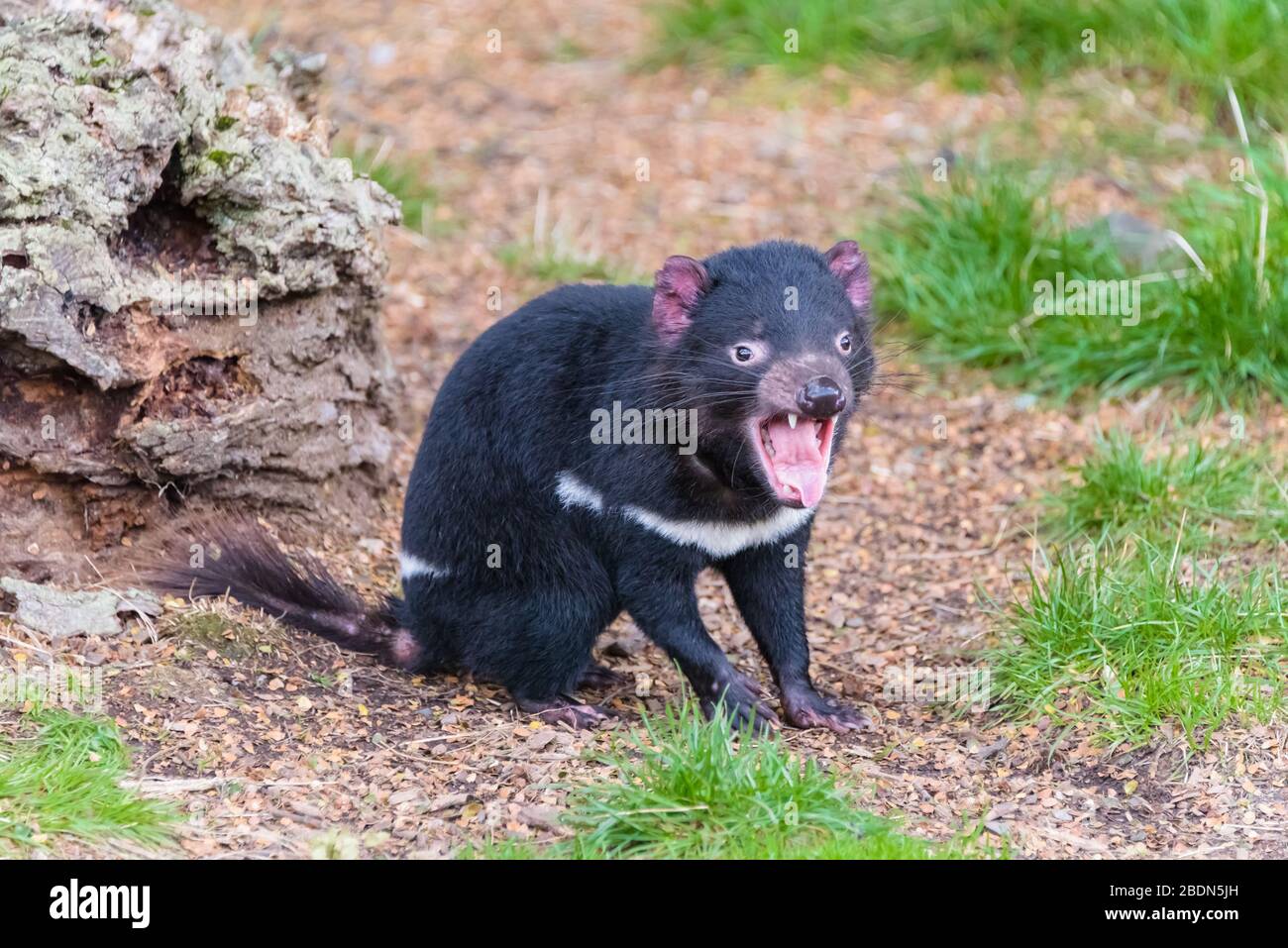 Ein einziger reifer tasmanischer Teufel wartet hungrig auf die Fütterungszeit in einem Cradle Mountain Conservancy Park. Stockfoto