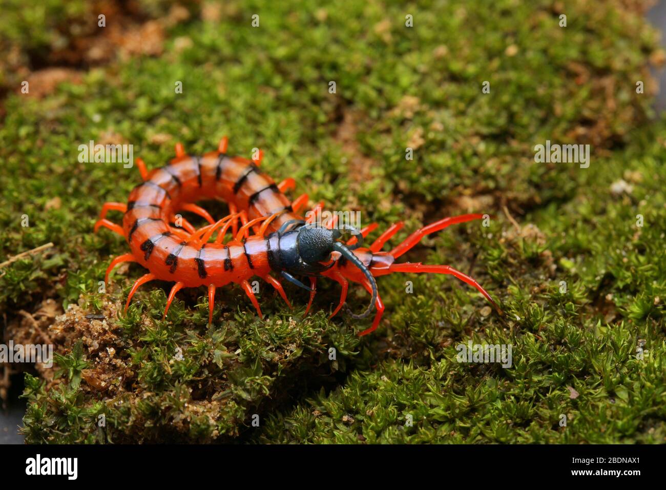 Juvenile Rote Cherry Centipede Stockfoto