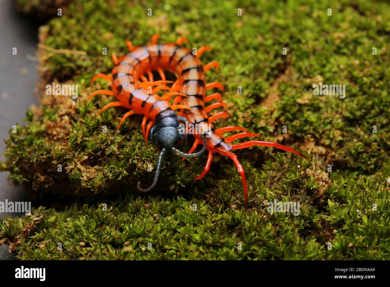 Juvenile Rote Cherry Centipede Stockfoto
